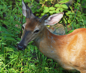 A White Tail Deer

