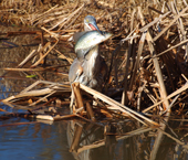 Heron With Fish
