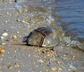 Horseshoe Crab
