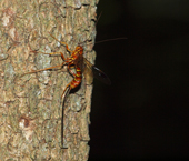 Inchnemon Wasp
