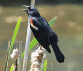 Male Redwing Blackbird
