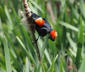 Mating Call Redwing Blackbird
