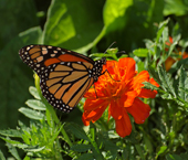 Monarch Butterfly
