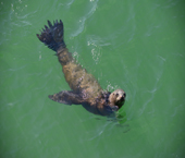 Sea Lion
