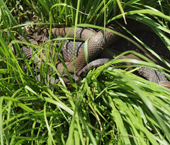 Black Snakes Mating
