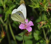 Cabbage Butterfly
